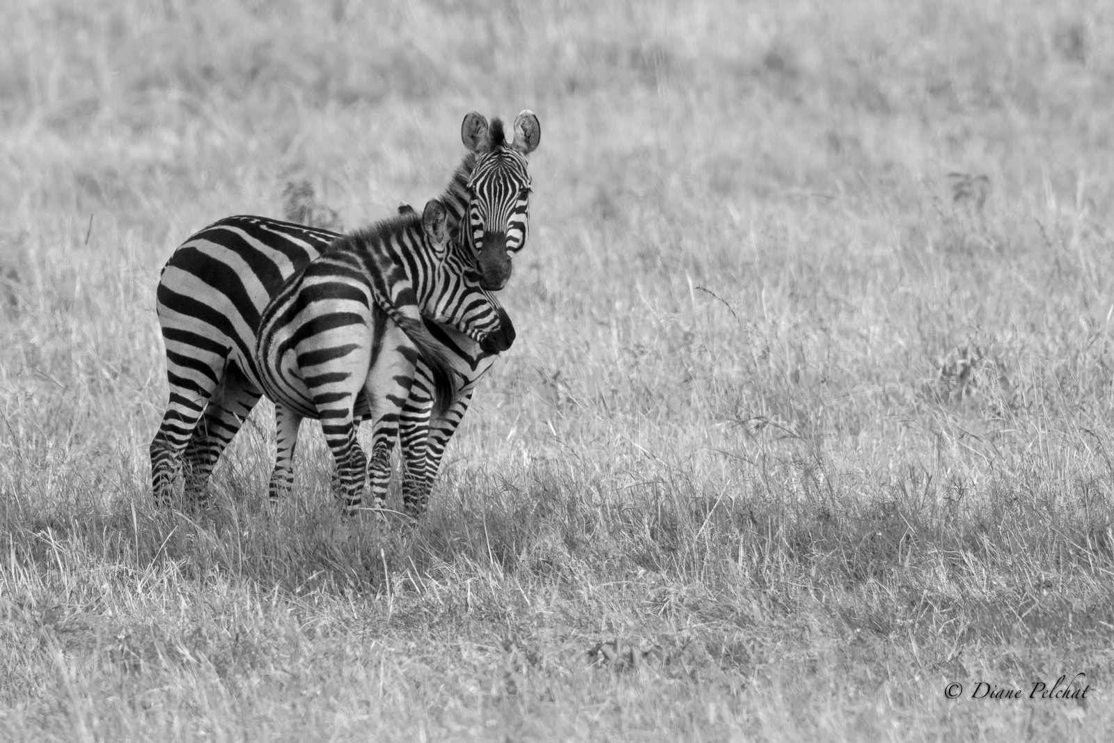 Canon EOS 7D Mark II + Canon EF 300mm F2.8L IS II USM sample photo. The tenderness of a mother photography