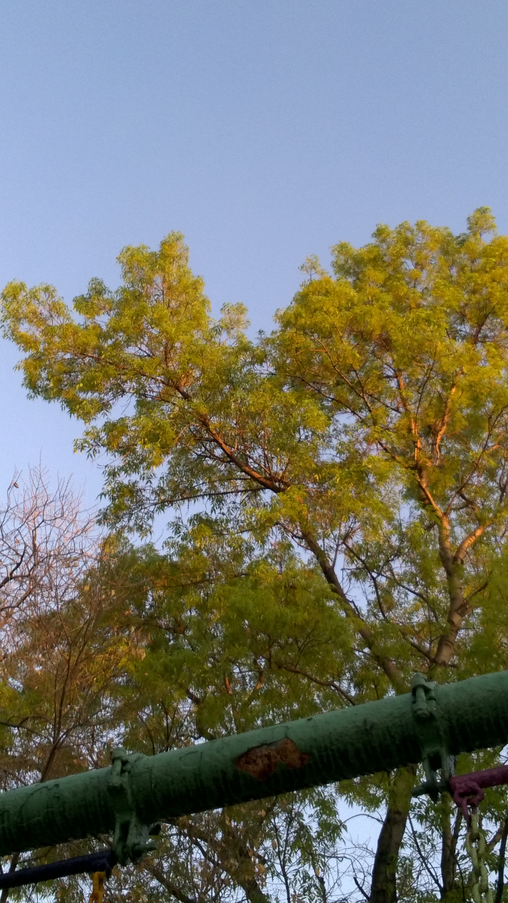 Nokia Lumia 735 sample photo. Beautiful tree photography