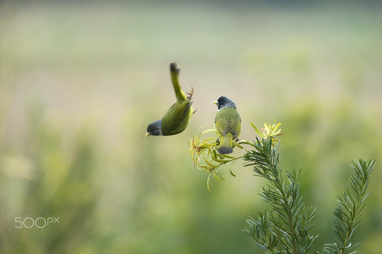 Canon EOS-1D X + Canon EF 400mm F2.8L IS II USM sample photo. 双鸟图 photography