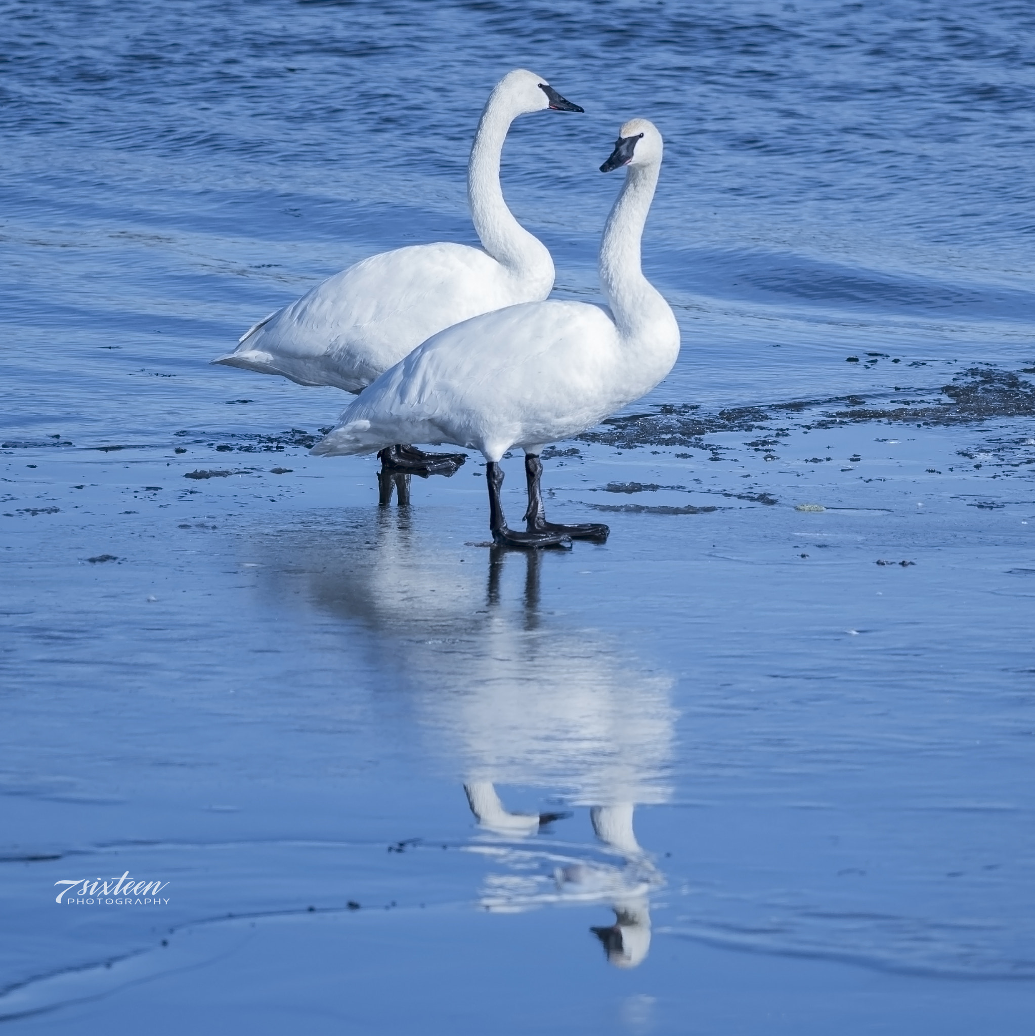 Nikon D500 + Nikon AF-S Nikkor 300mm F4D ED-IF sample photo. Trumpeter swans photography