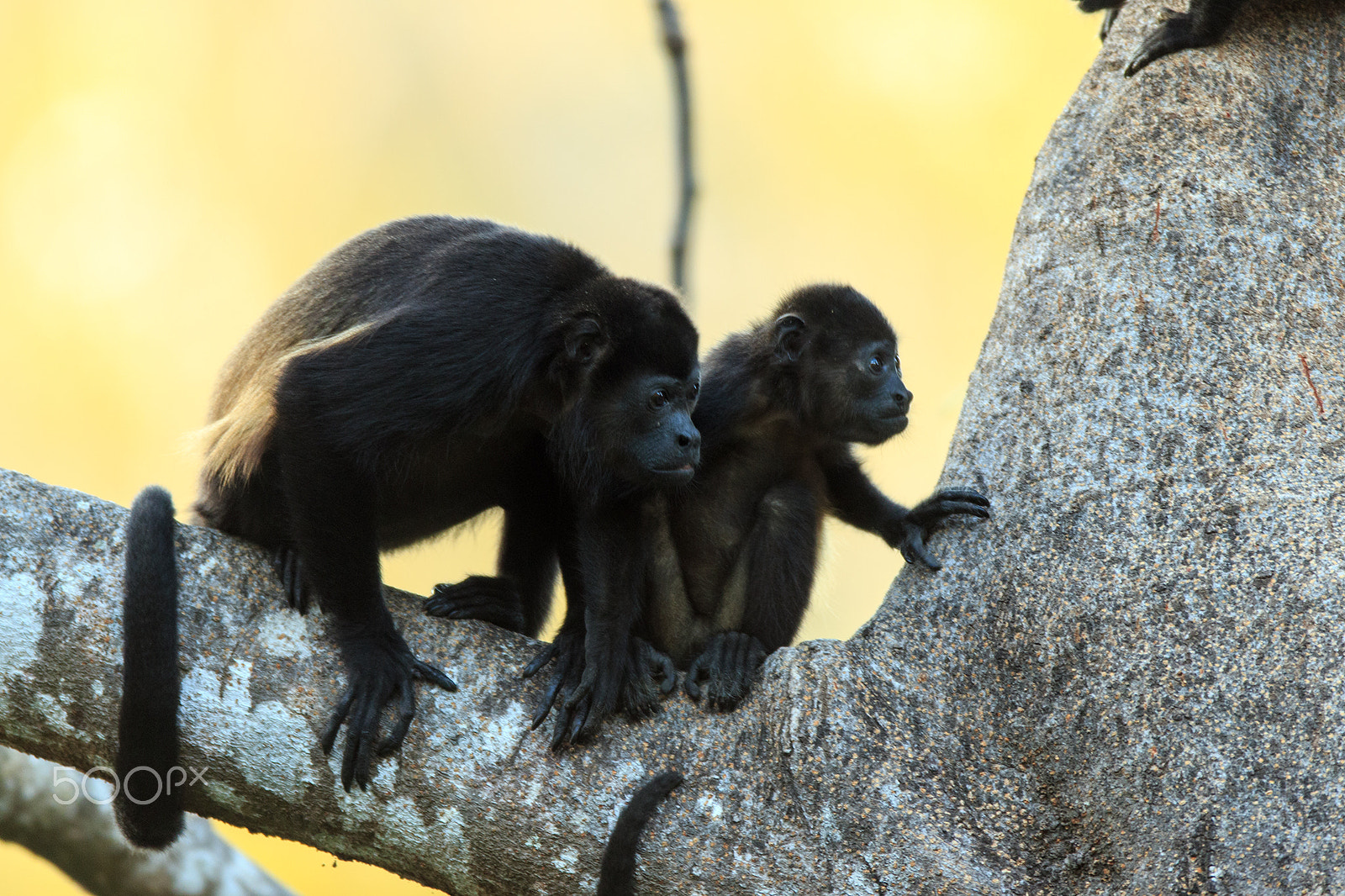 Canon EOS 7D Mark II + Canon EF 600mm f/4L IS sample photo. Mantelbrüllaffe 4-7 photography