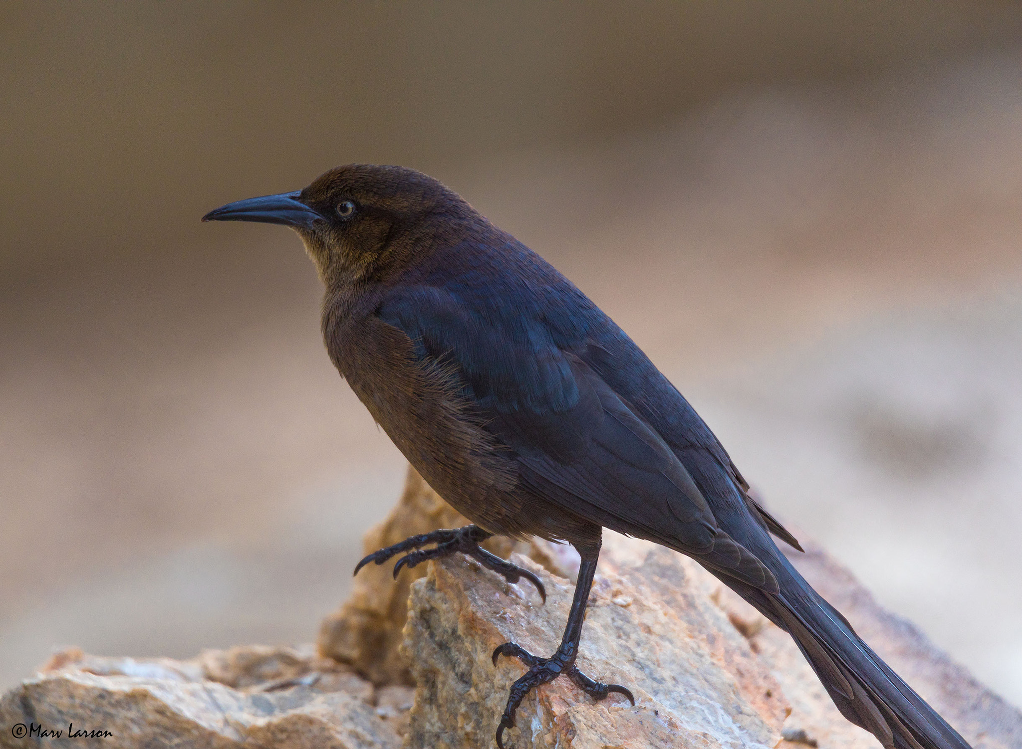 Tamron SP 150-600mm F5-6.3 Di VC USD sample photo