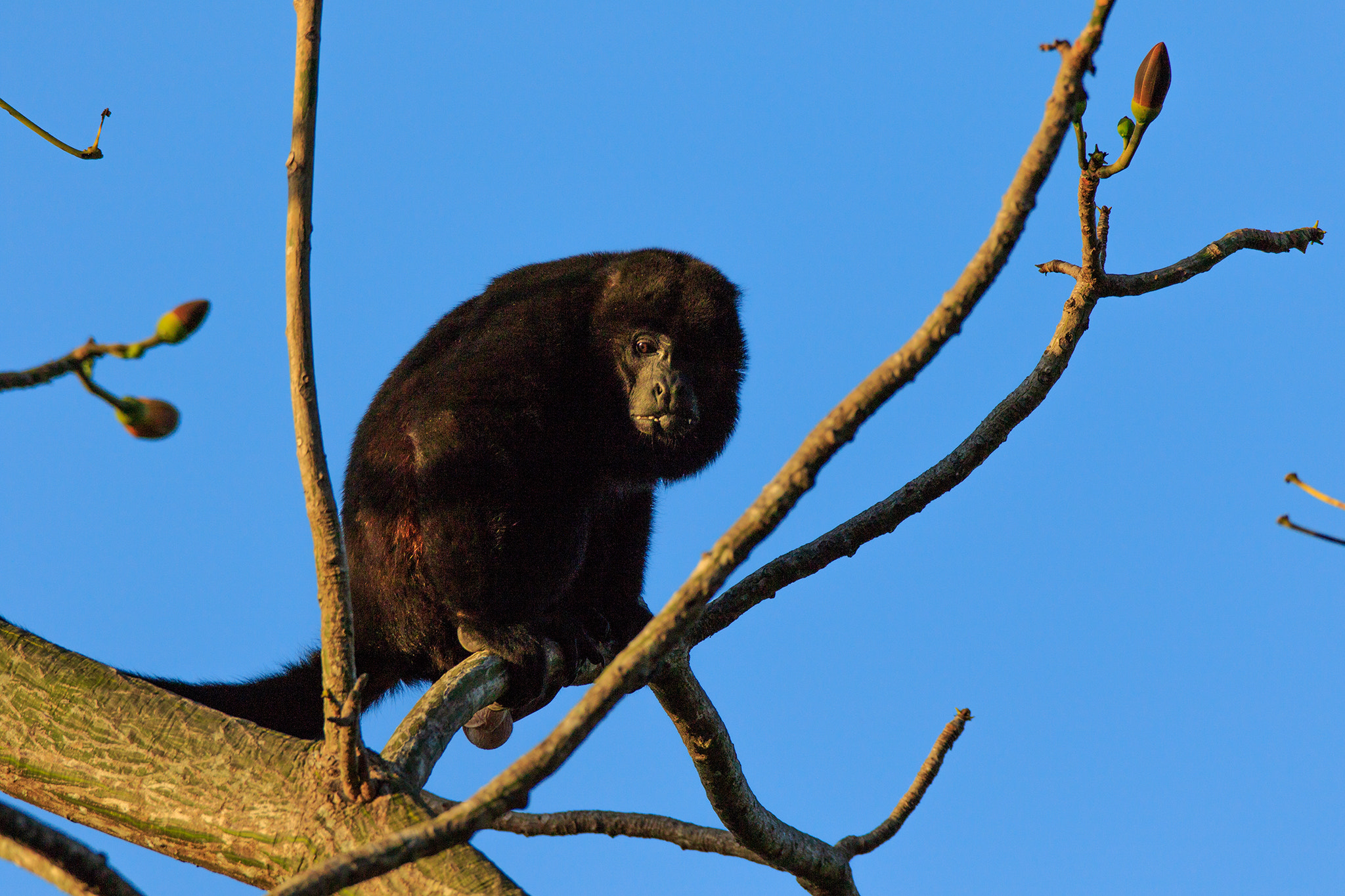 Canon EF 600mm f/4L IS sample photo. Mantelbrüllaffe 1-7 photography