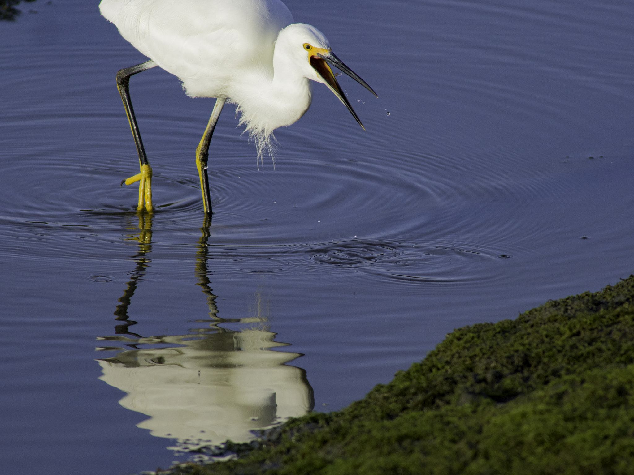 Olympus OM-D E-M1 Mark II sample photo. White bird ~ blue water photography