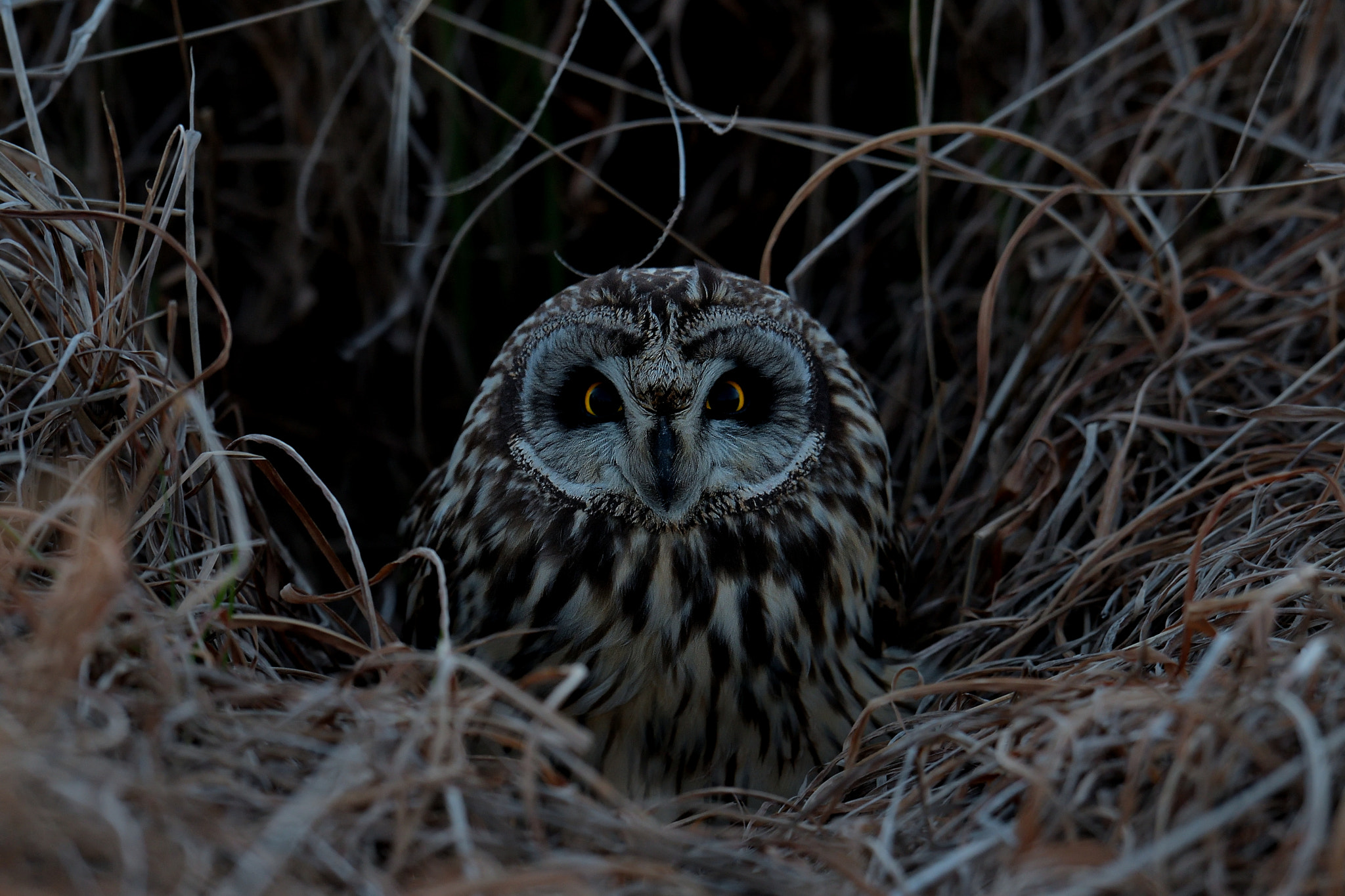 Nikon D500 + Nikon AF-S Nikkor 600mm F4G ED VR sample photo. Short-eared owl @ 17:56 photography