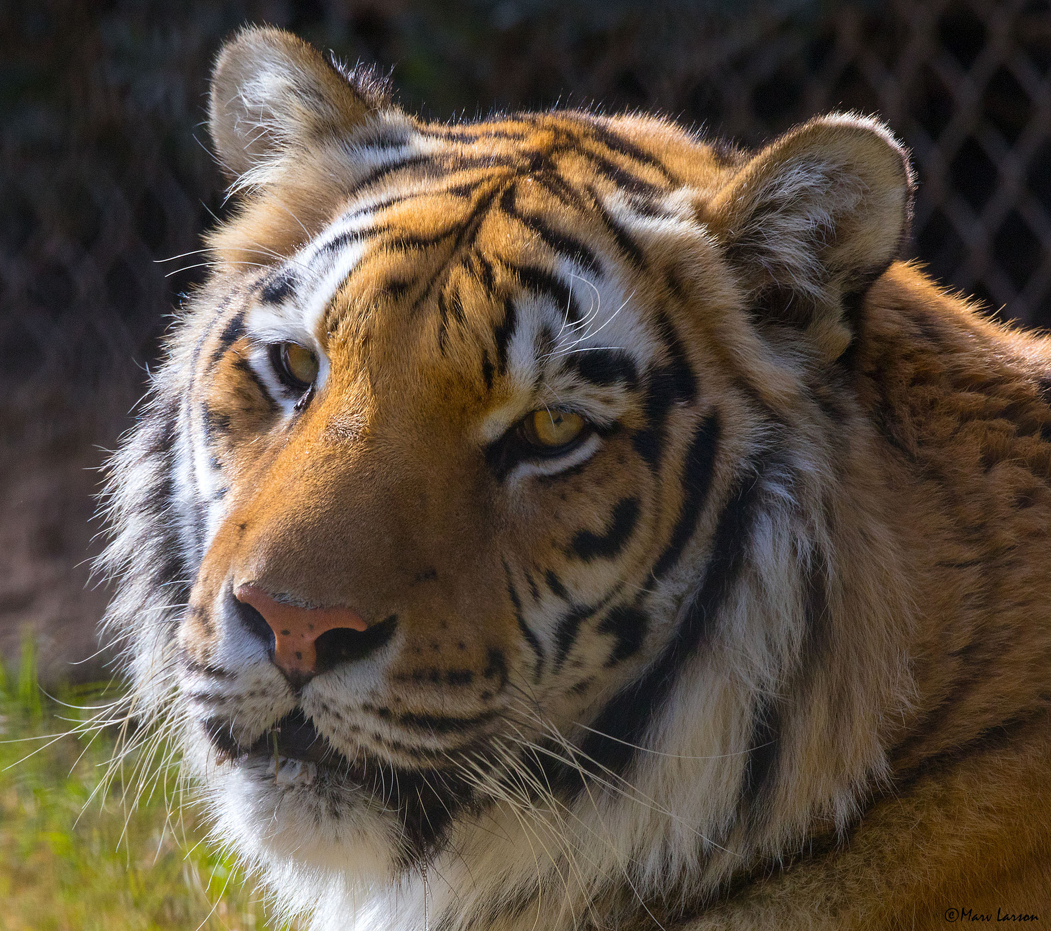 Tamron SP 150-600mm F5-6.3 Di VC USD sample photo. Bengal tiger photography