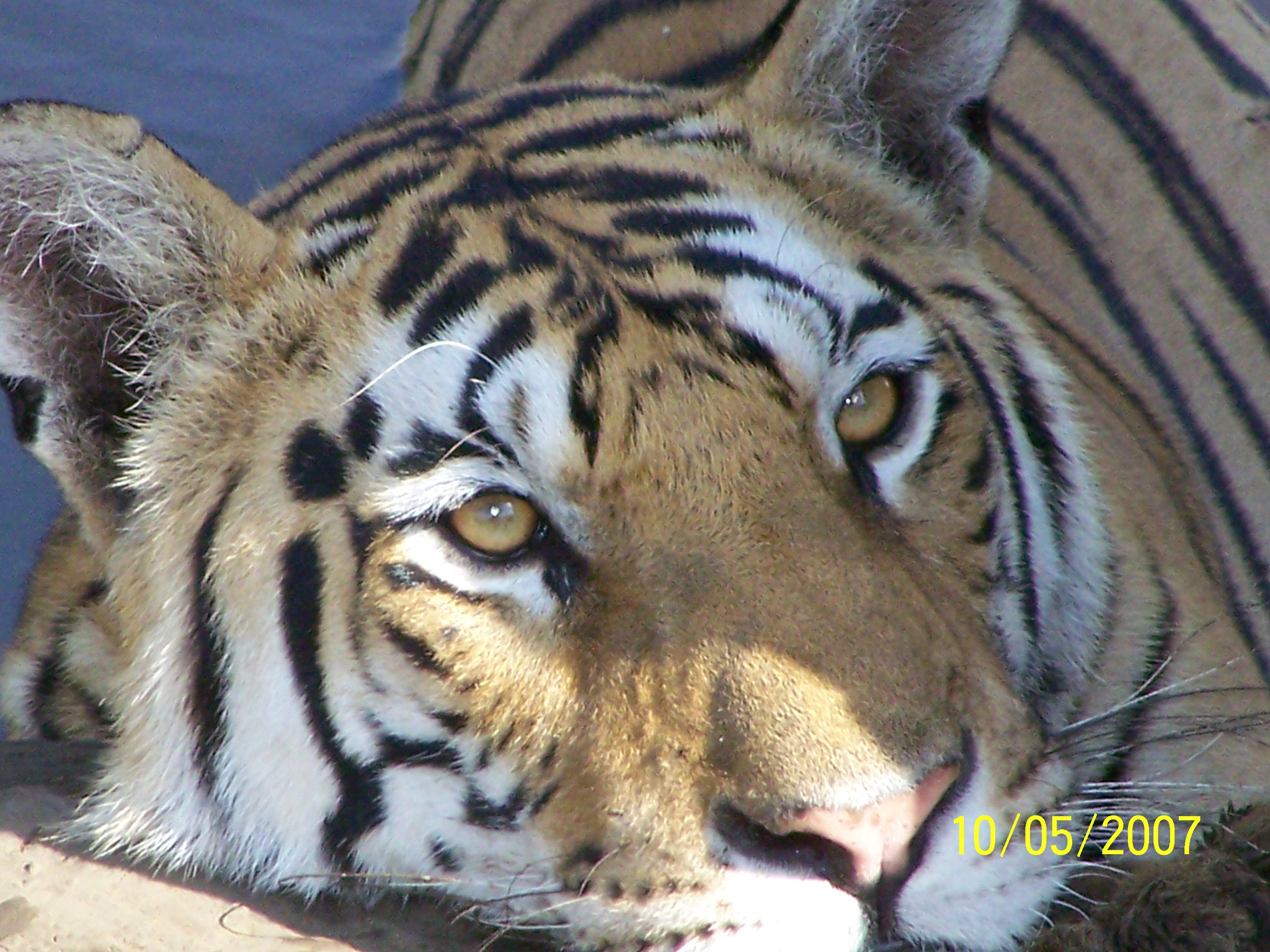 Kodak EASYSHARE Z710 ZOOM DIGITAL CAMERA sample photo. Day dreamer photography