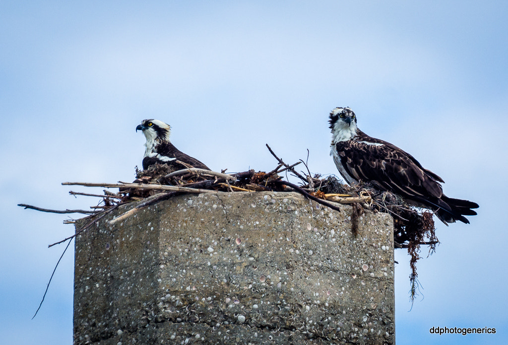 Olympus Zuiko Digital ED 70-300mm F4.0-5.6 sample photo. Full feather guardians... photography