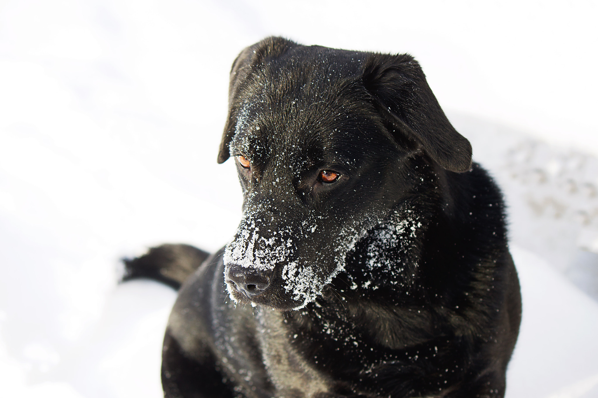Canon EOS 500D (EOS Rebel T1i / EOS Kiss X3) sample photo. Snowy roxy photography