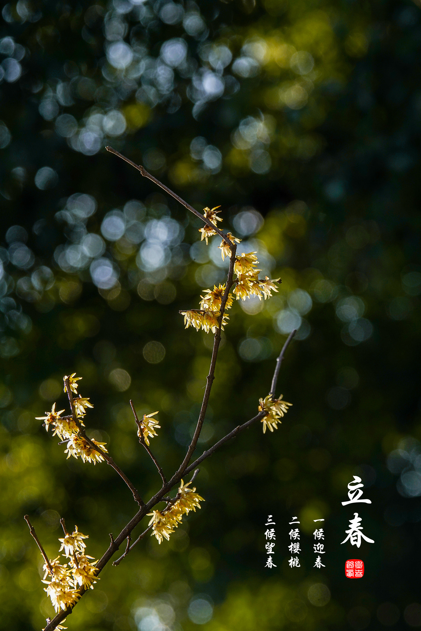 Sony 70-400mm F4-5.6 G SSM II sample photo. 立春 腊梅候春 photography