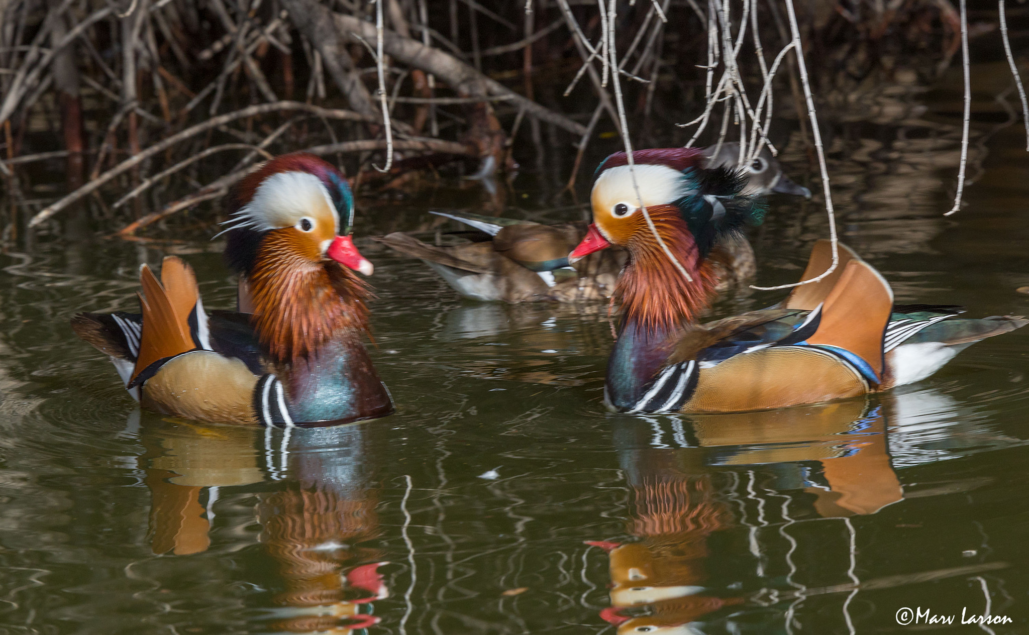 Tamron SP 150-600mm F5-6.3 Di VC USD sample photo. Chinese mandarin ducks photography