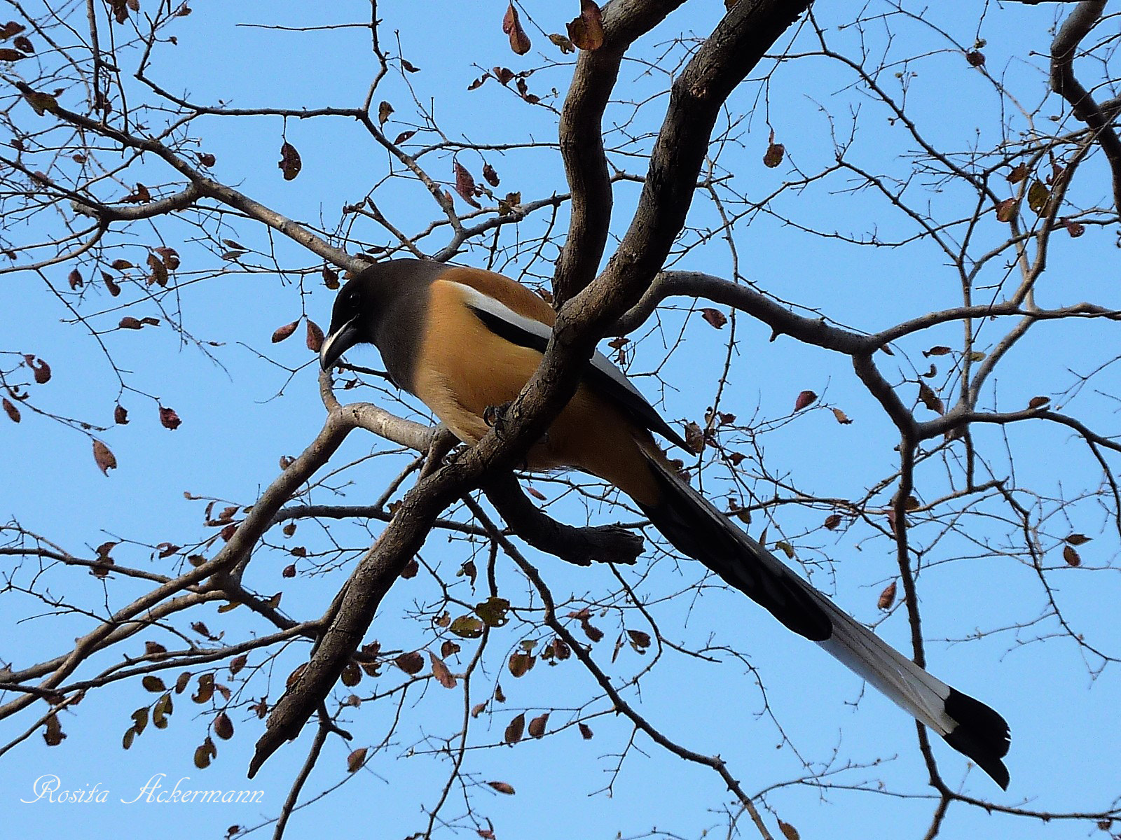 Panasonic DMC-ZS3 sample photo. Rathambore national park india photography