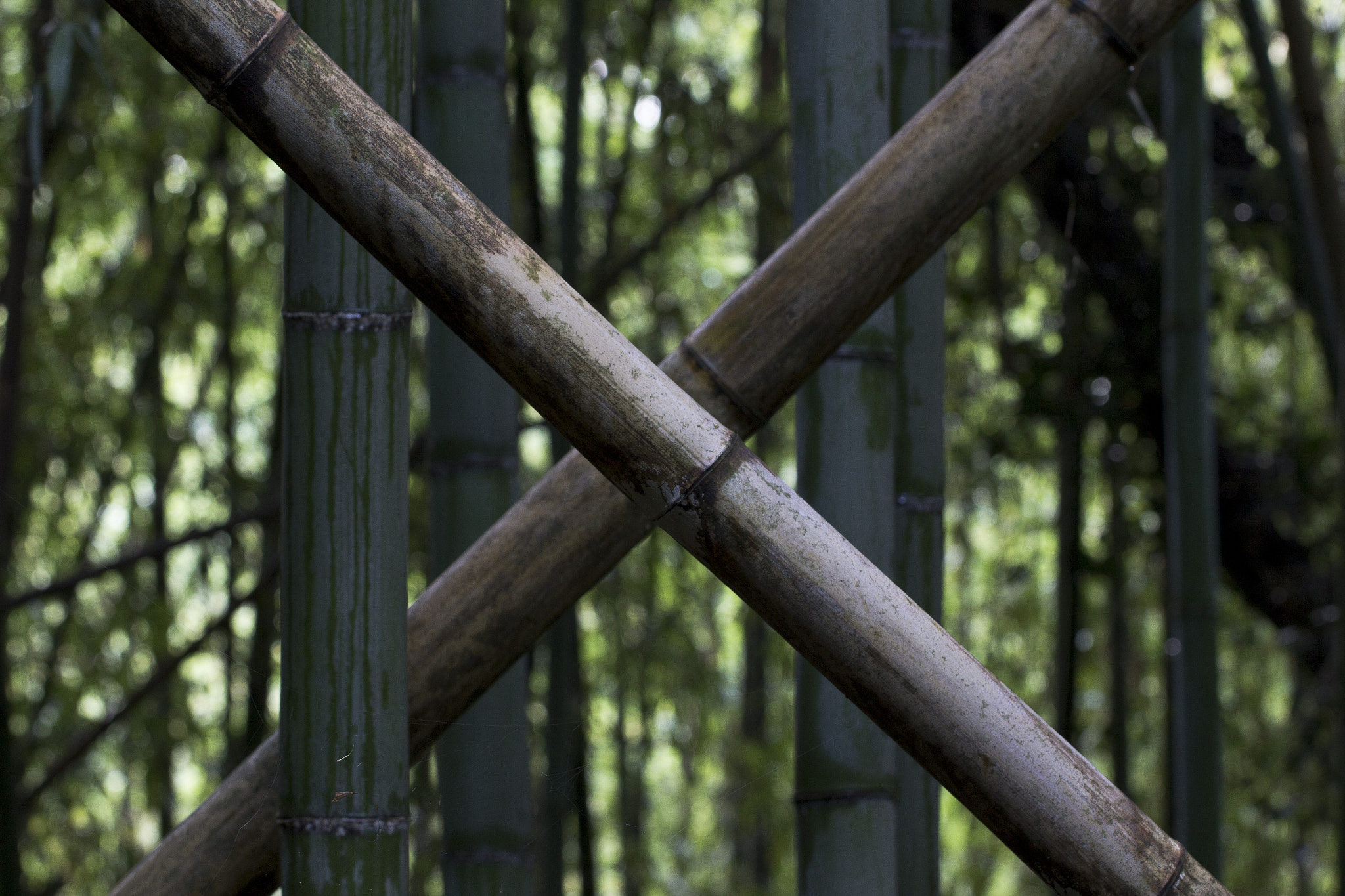 Canon EF 100mm F2.8L Macro IS USM sample photo. X photography