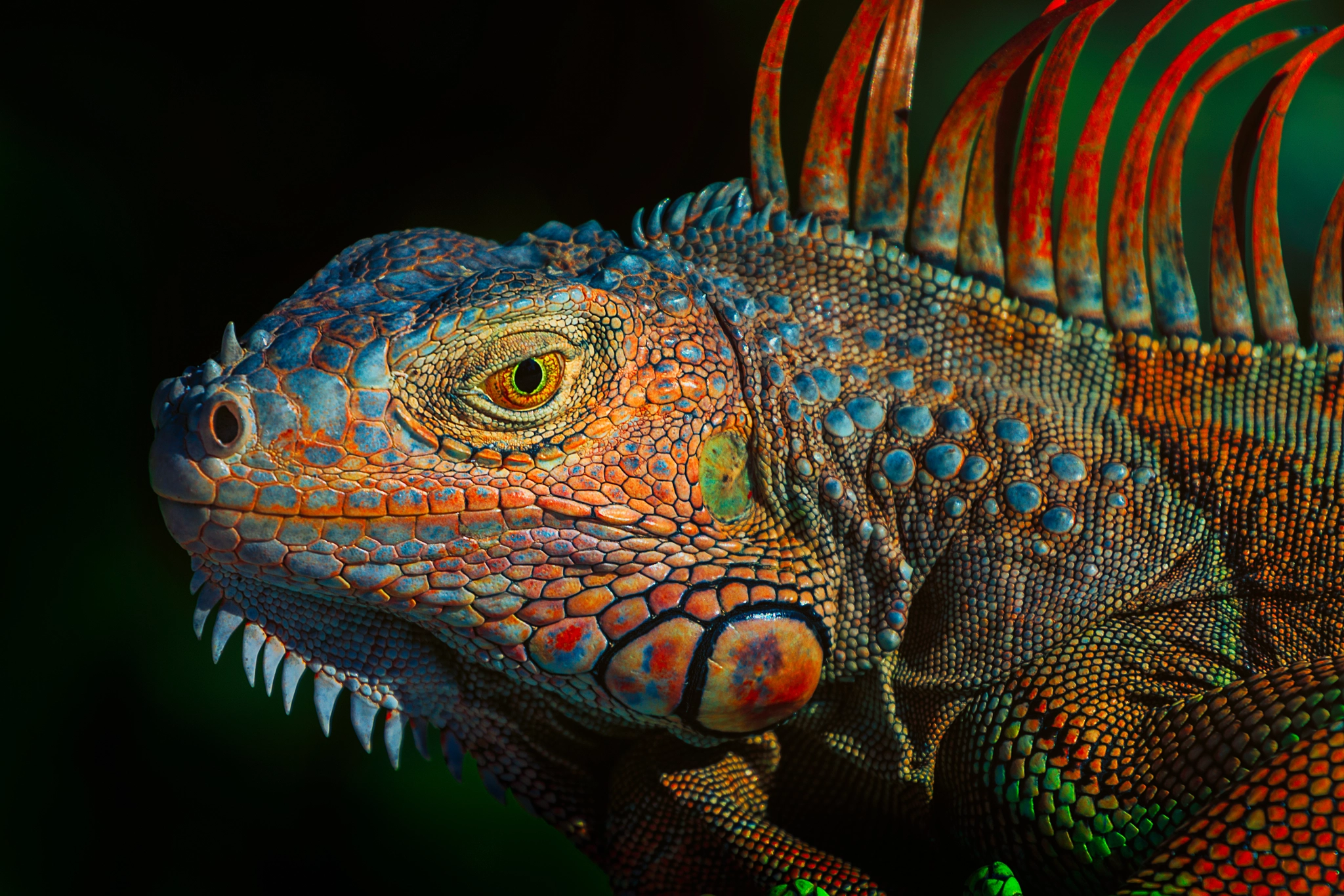 Canon EF 70-200mm F4L USM sample photo. Green iguana photography