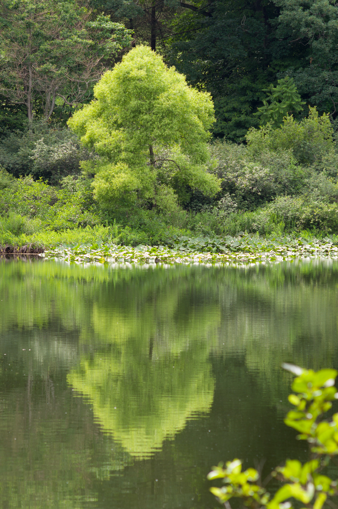 Leica M9 + Tele-Elmar-M 135mm f/4 (II) sample photo. Green of summer photography