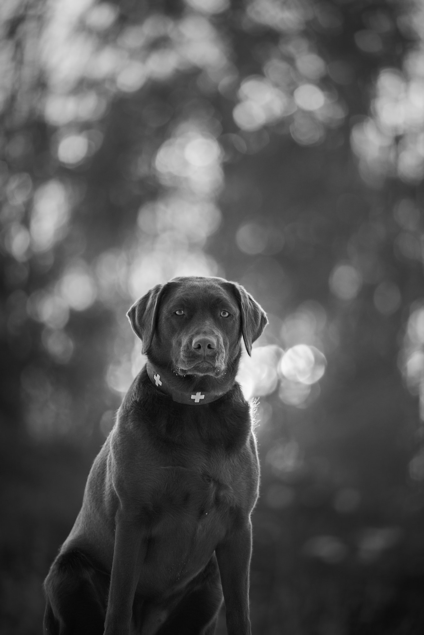 Canon EF 80-200mm f/2.8L sample photo