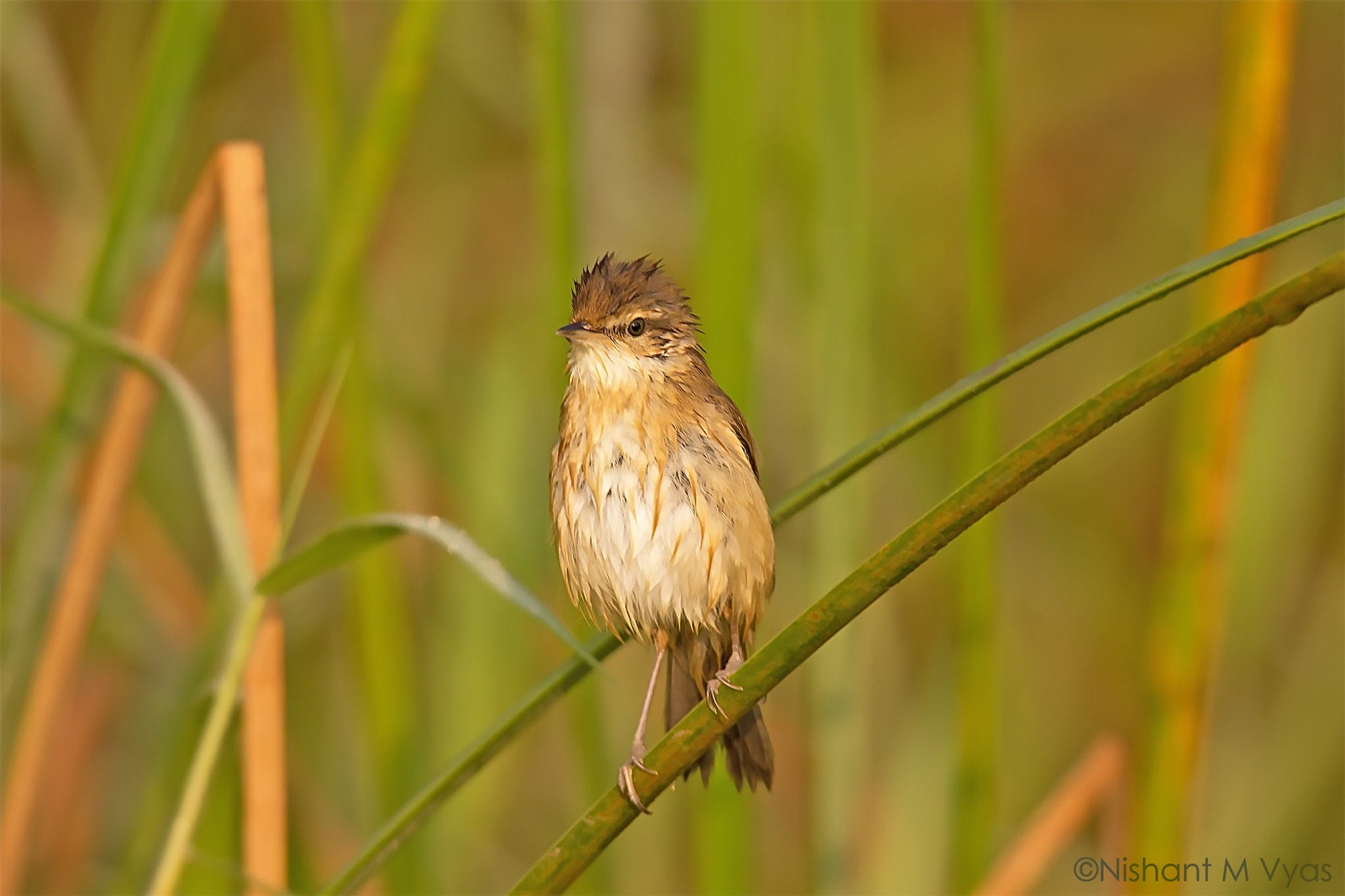 Sigma 150-500mm F5-6.3 DG OS HSM sample photo. Pedi field warbler photography