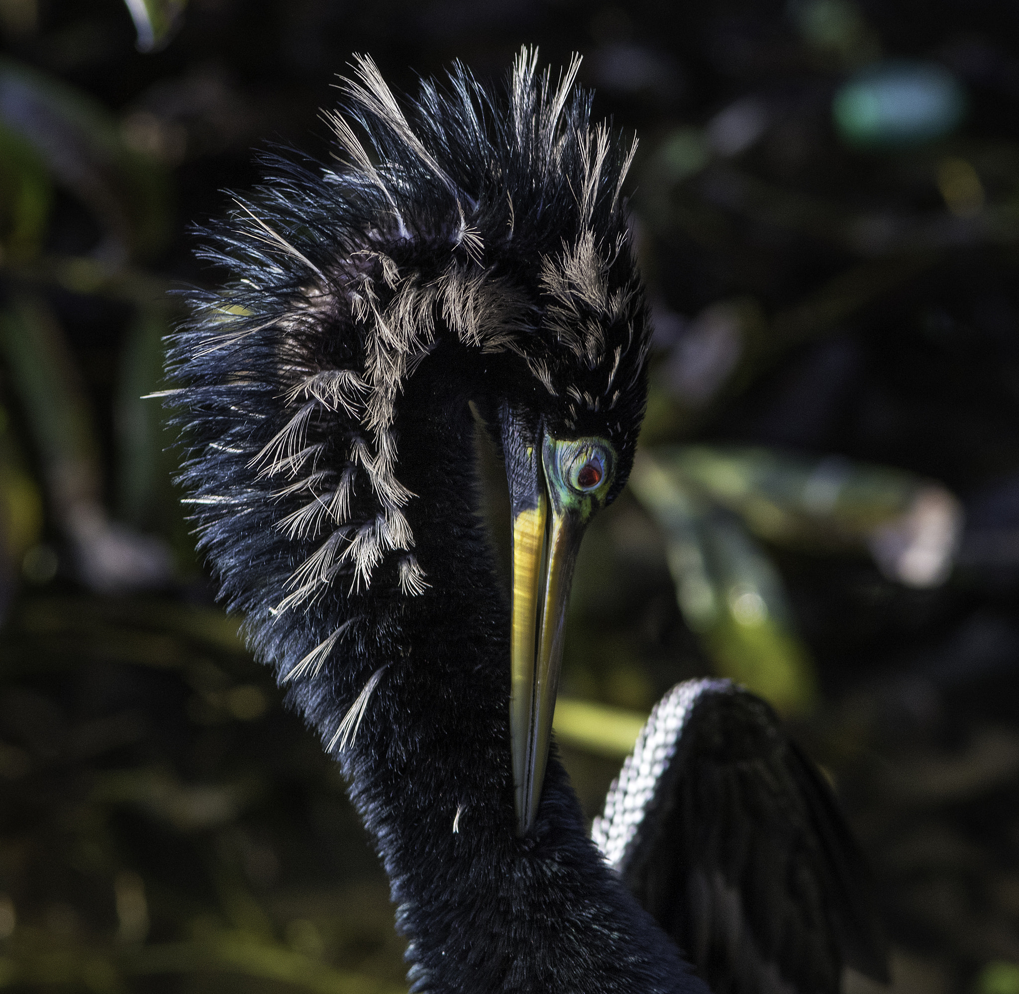 Canon EOS 7D Mark II + Canon EF 300mm F4L IS USM sample photo. Anhinga close photography