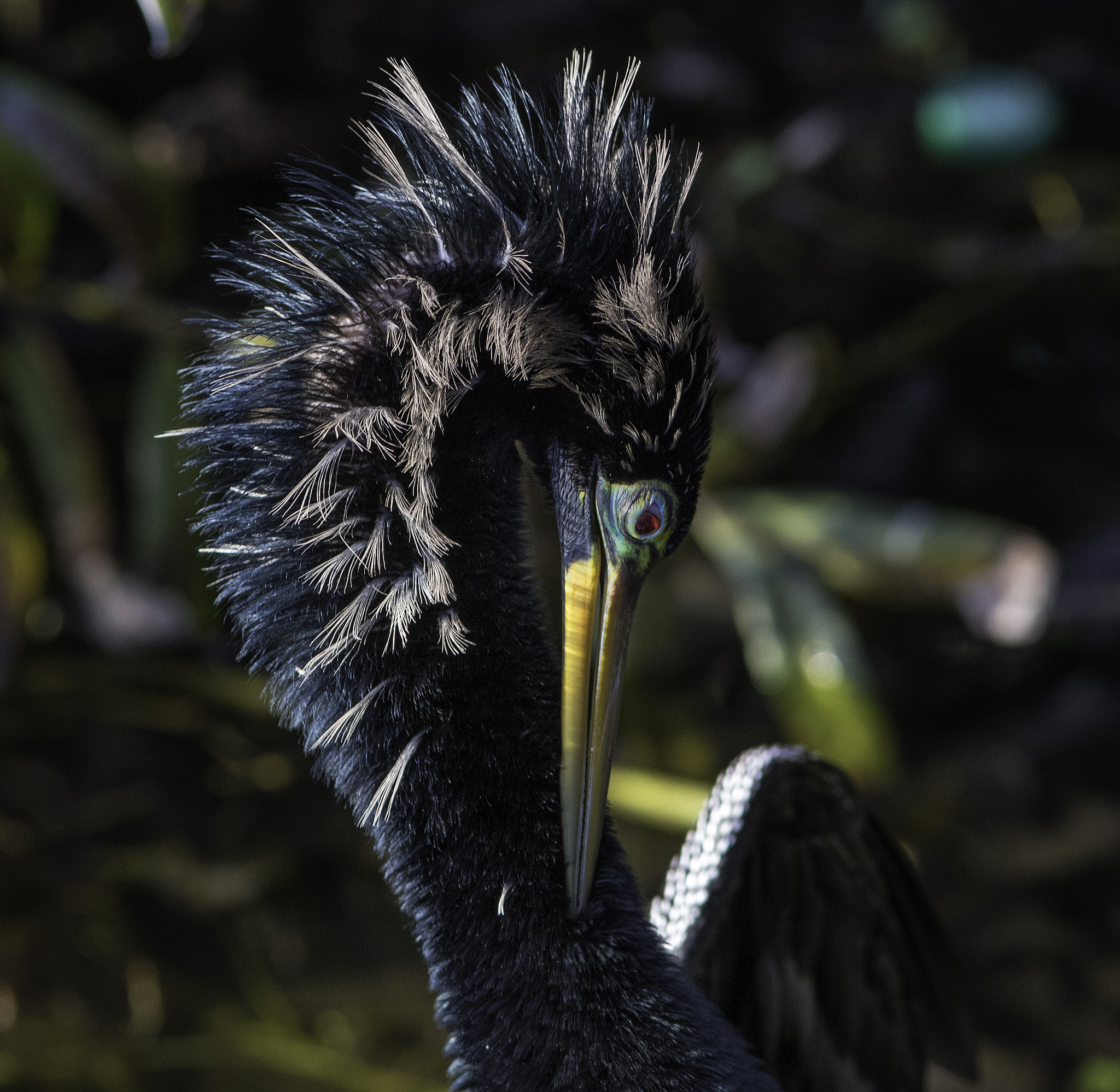 Canon EF 300mm F4L IS USM sample photo. Anhinga close photography