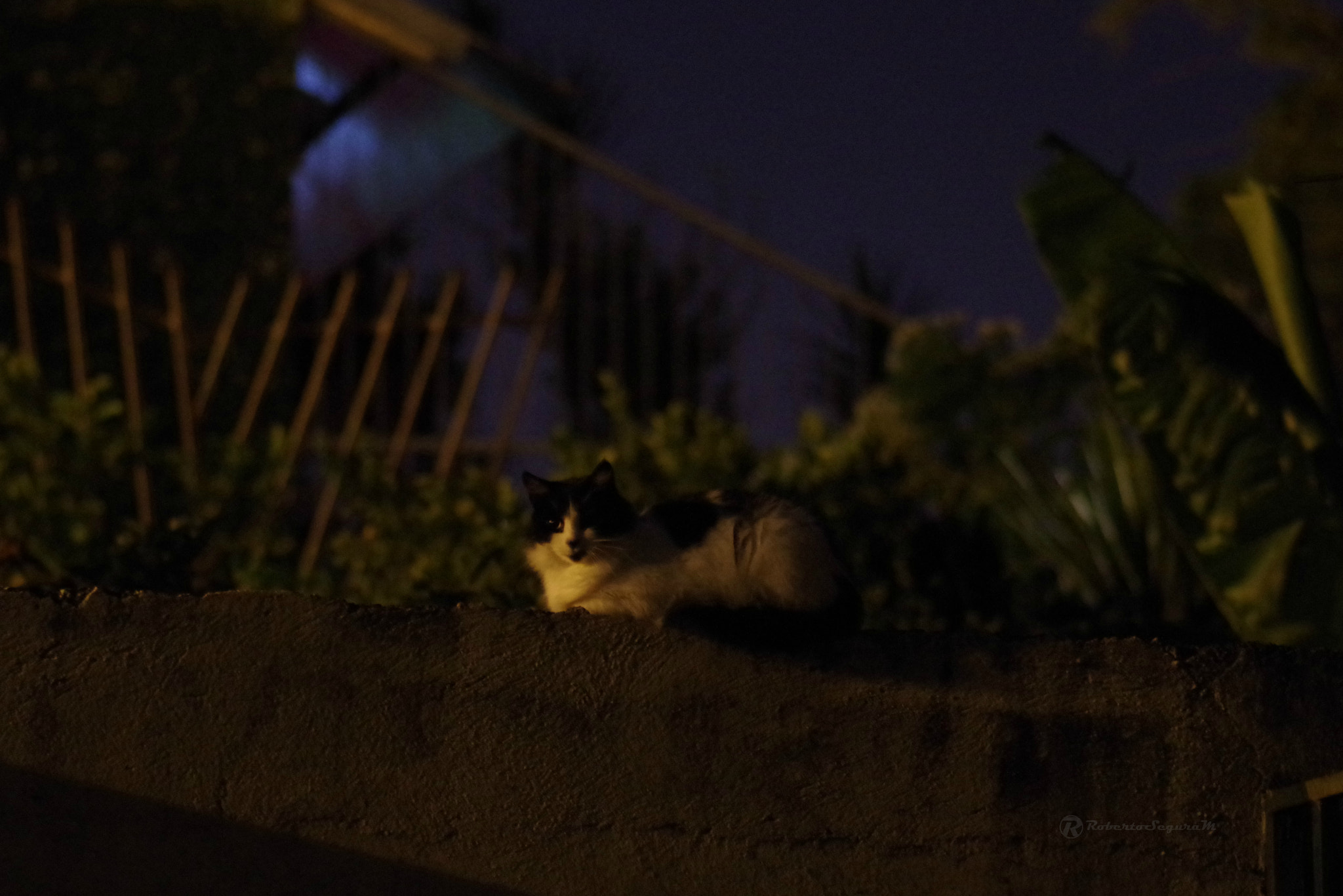 Pentax smc D-FA 100mm F2.8 Macro WR sample photo. El gato en la oscuridad photography