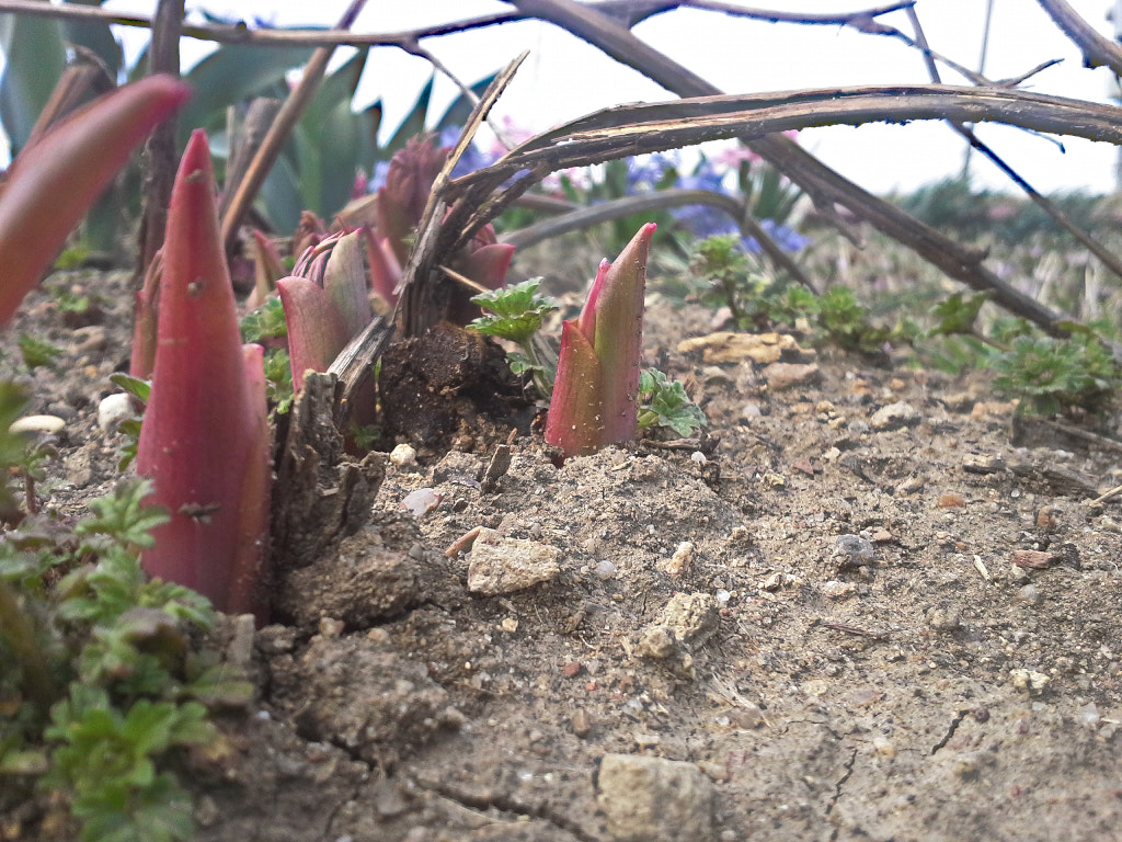 Samsung Galaxy Rugby Pro sample photo. An ants perspective photography
