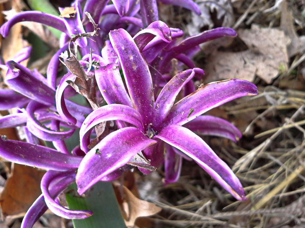 Samsung Galaxy Rugby Pro sample photo. Purple flowers photography