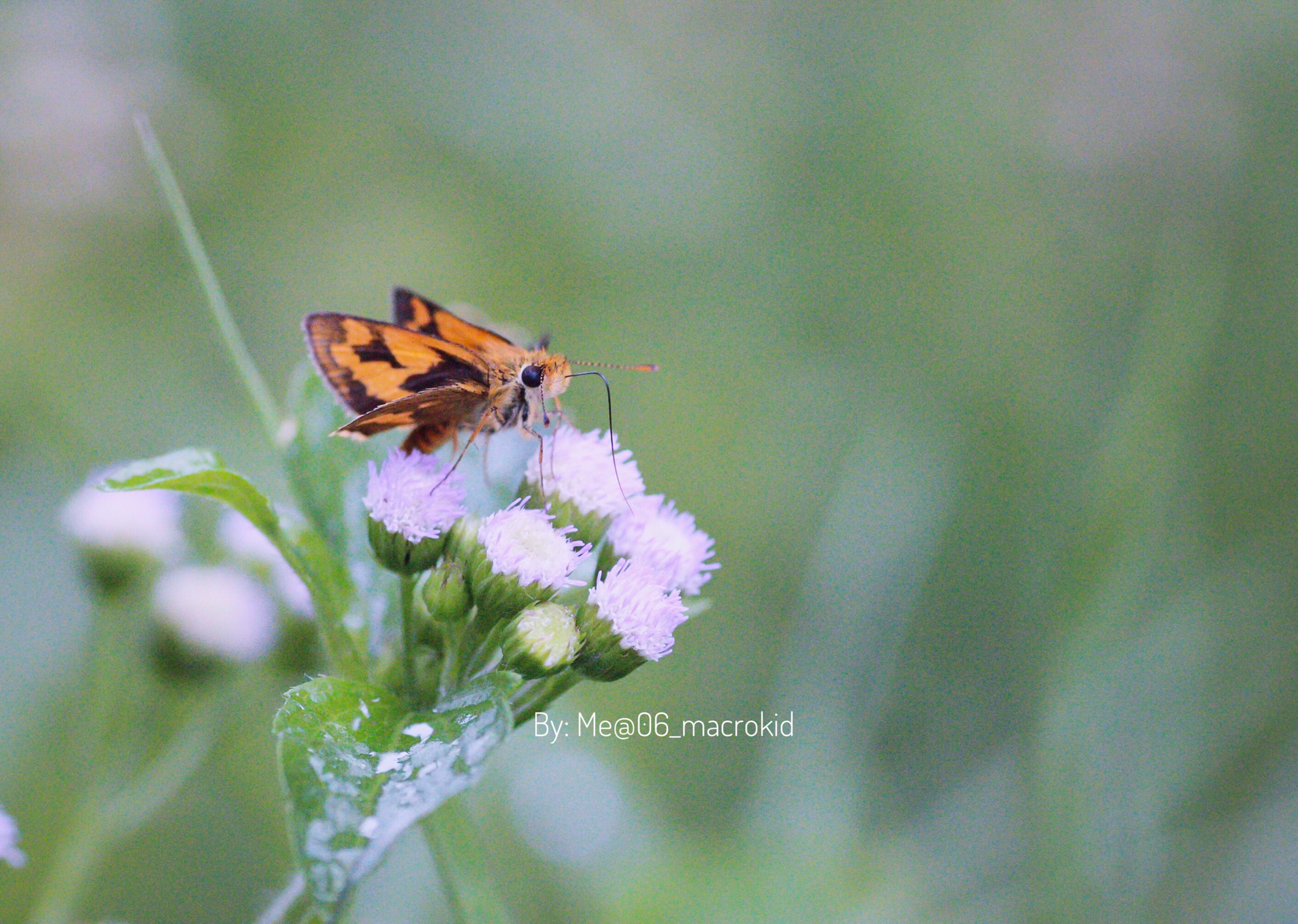 Canon EOS 100D (EOS Rebel SL1 / EOS Kiss X7) + Tamron SP AF 90mm F2.8 Di Macro sample photo. Skipper photography