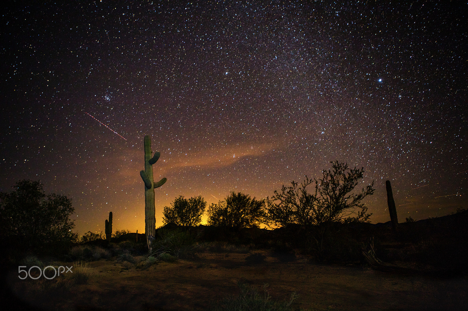 Canon EF 24-70mm F2.8L USM sample photo. Cactus under the stars photography