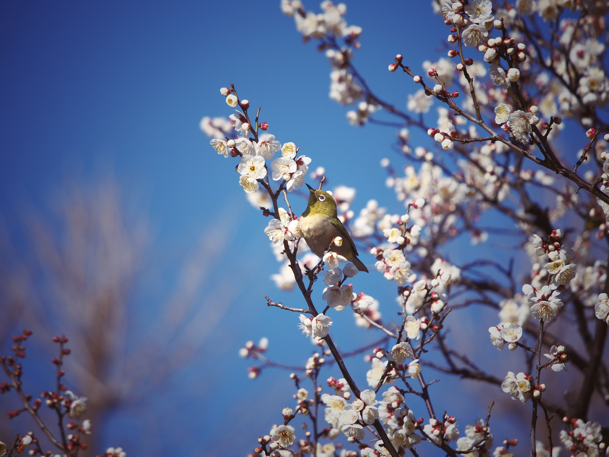 Olympus PEN E-PM2 sample photo. Buds of happiness photography