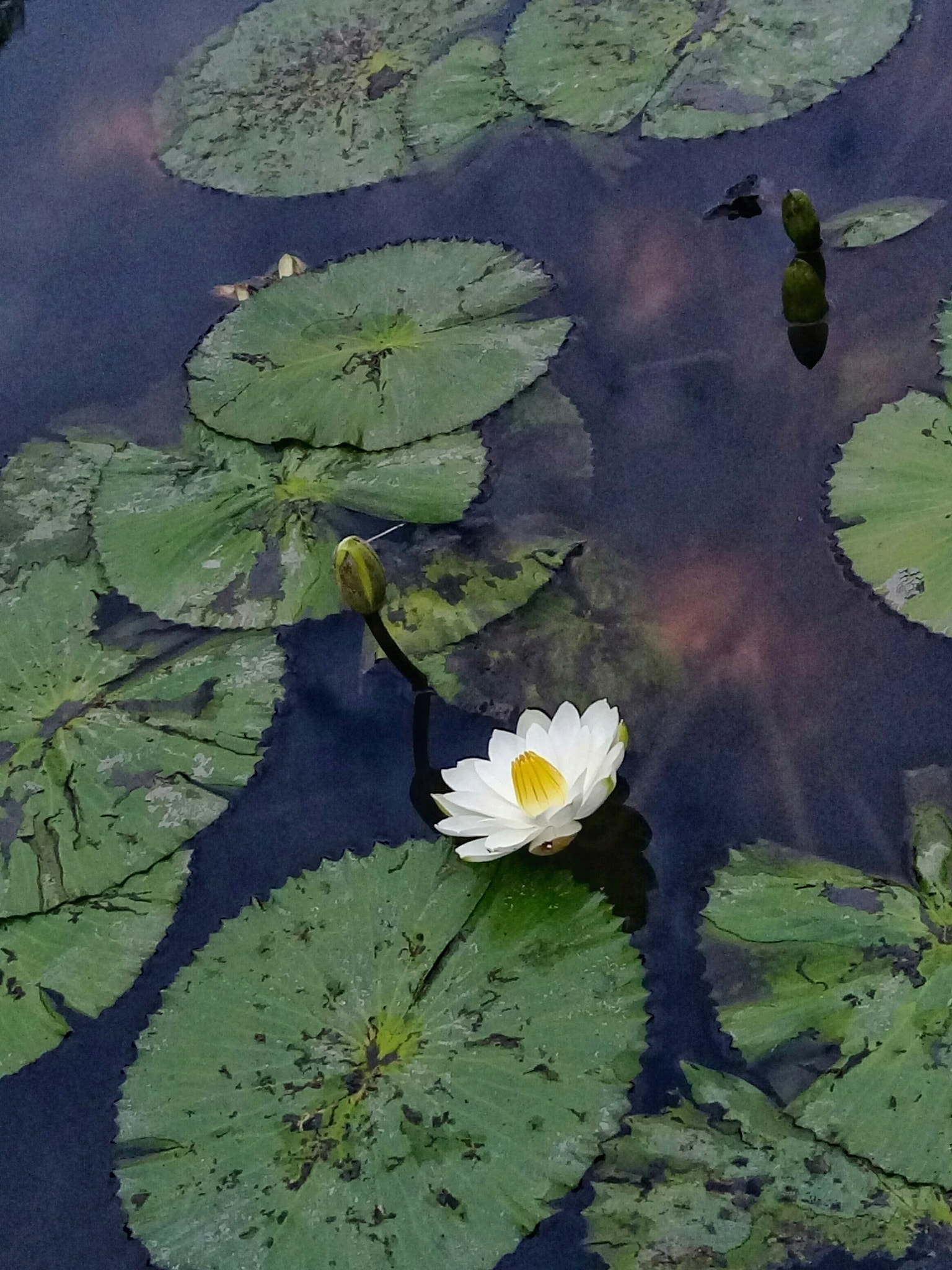 HTC ONE X9 DUAL SIM sample photo. ..waterlily , edited image .. photography
