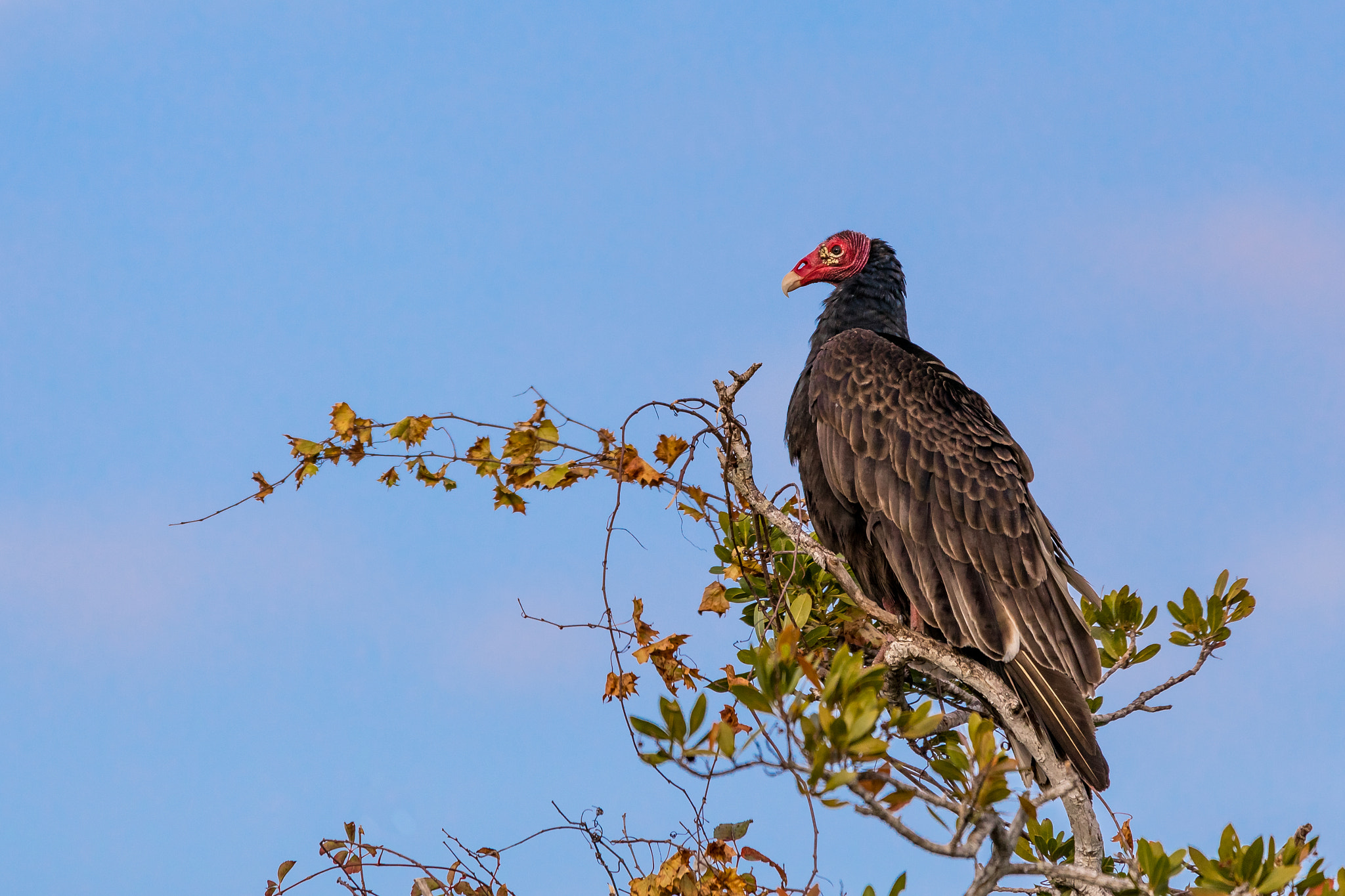 150-600mm F5-6.3 DG OS HSM | Contemporary 015 sample photo. Turkey vulture photography