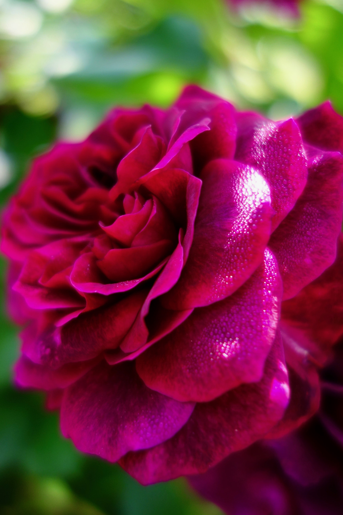 Sony Cyber-shot DSC-RX100 + Sony 28-100mm F1.8-4.9 sample photo. Wine red rose photography