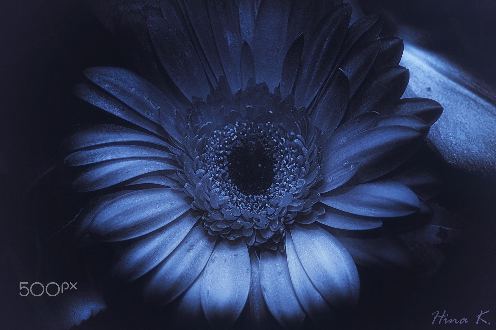 Nikon AF-S Micro-Nikkor 60mm F2.8G ED sample photo. Flowers grow out of dark photography