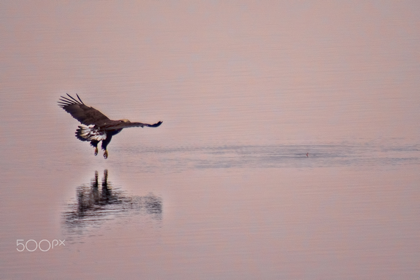 Pentax K-1 + Sigma sample photo. Bald eagle reflected photography