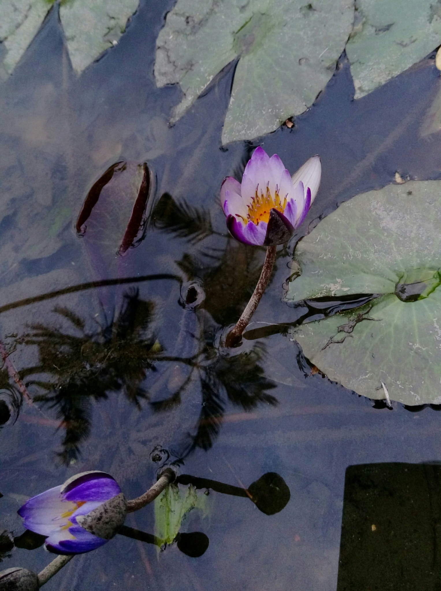 HTC ONE X9 DUAL SIM sample photo. Very .. _ waterlilies photography