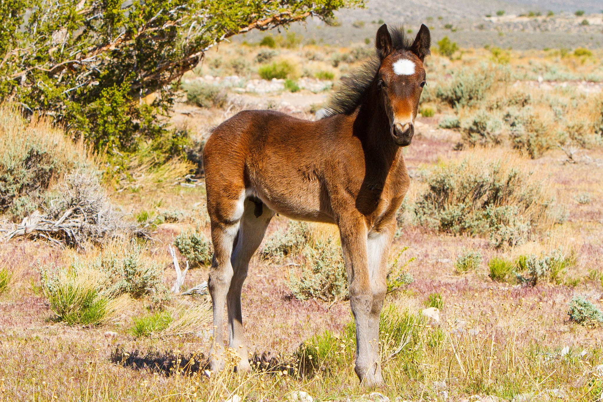 Canon EF 70-200mm F2.8L IS USM sample photo. Foal photography