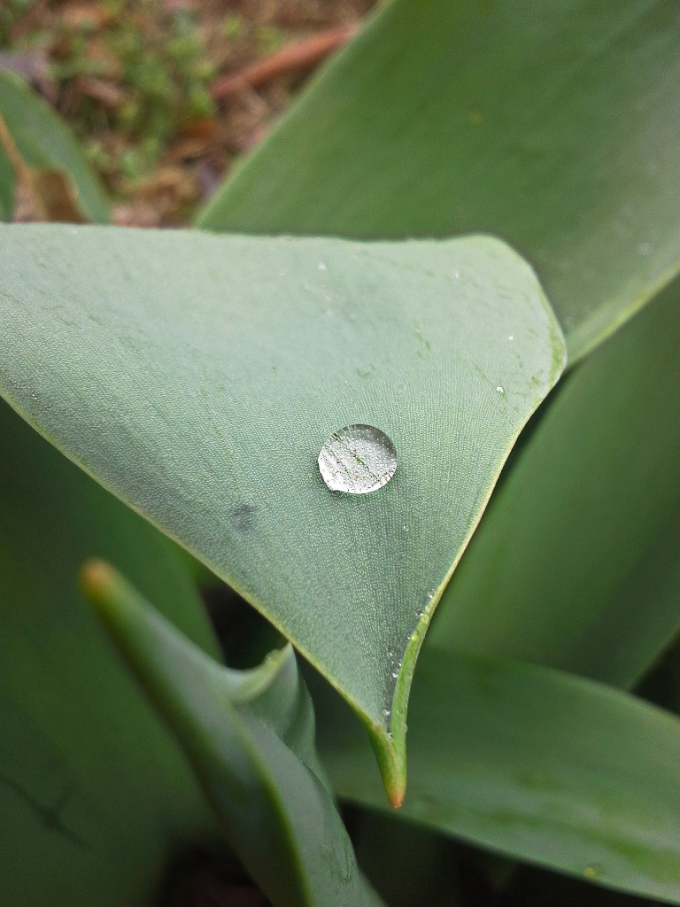 Samsung Galaxy Rugby Pro sample photo. Water drop photography