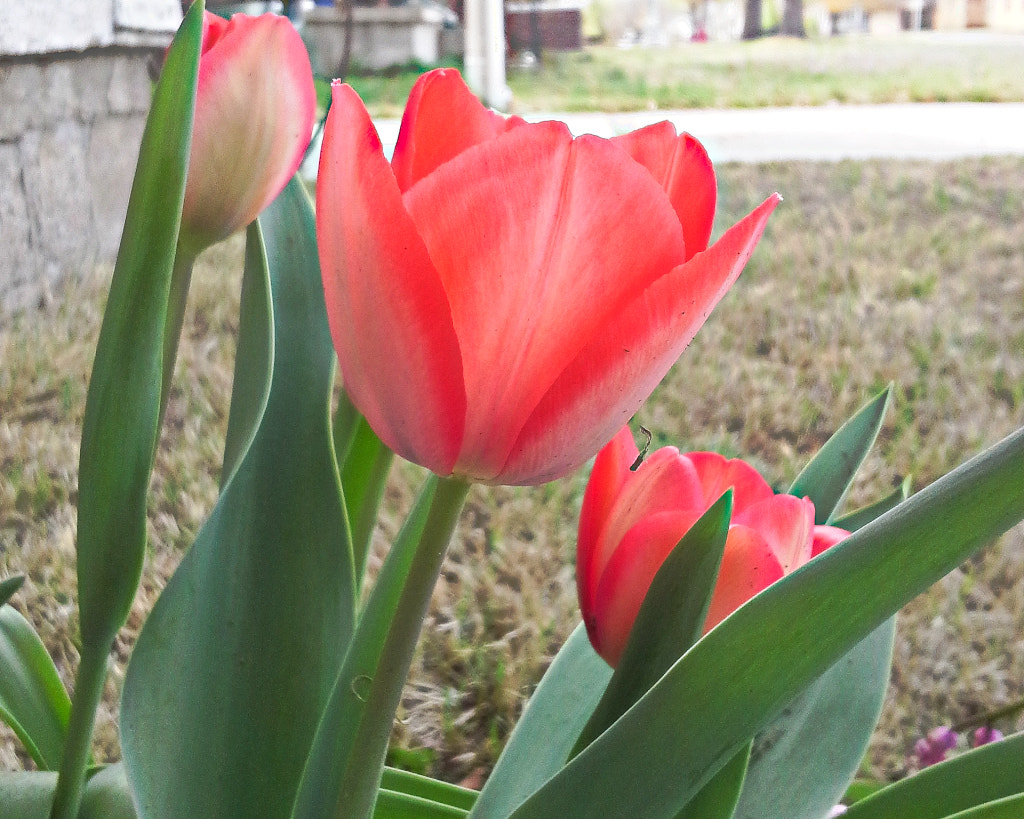Samsung Galaxy Rugby Pro sample photo. Pink tulips photography