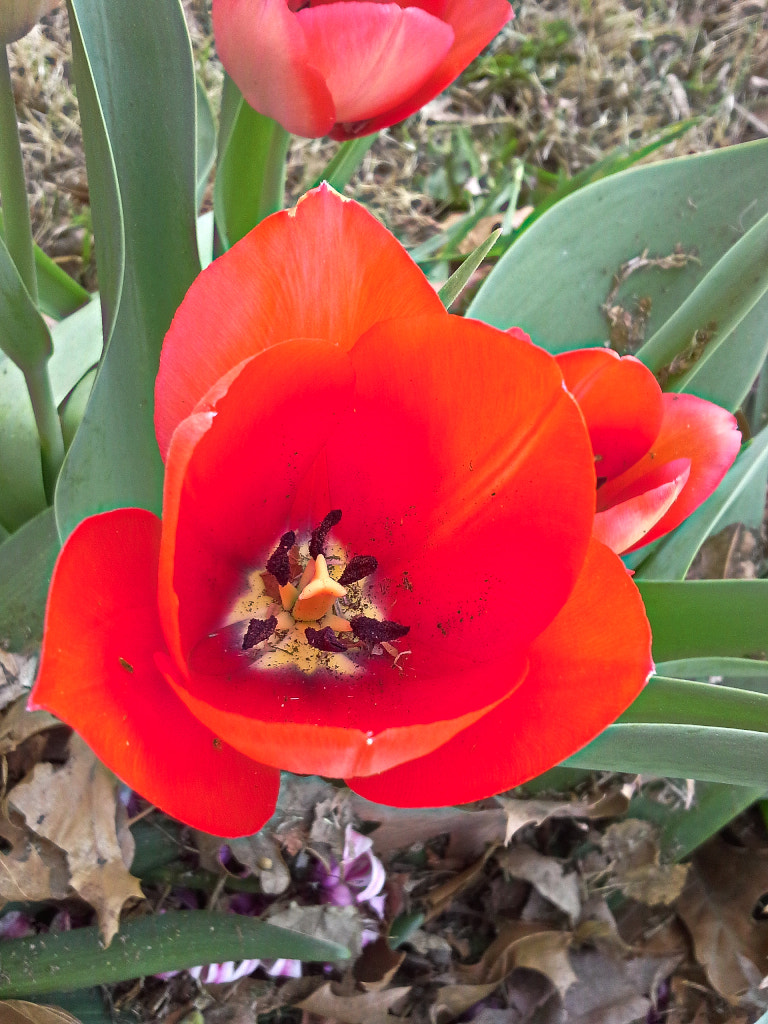 Samsung Galaxy Rugby Pro sample photo. Red tulip photography