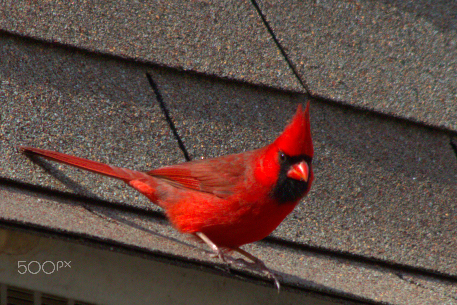 Canon EF 70-300mm F4-5.6 IS USM sample photo. Cardinal on roof photography