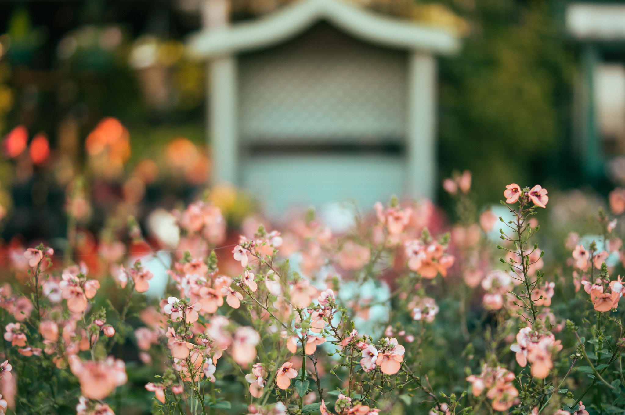 Sony SLT-A57 + Sony DT 35mm F1.8 SAM sample photo. A bonny garden photography