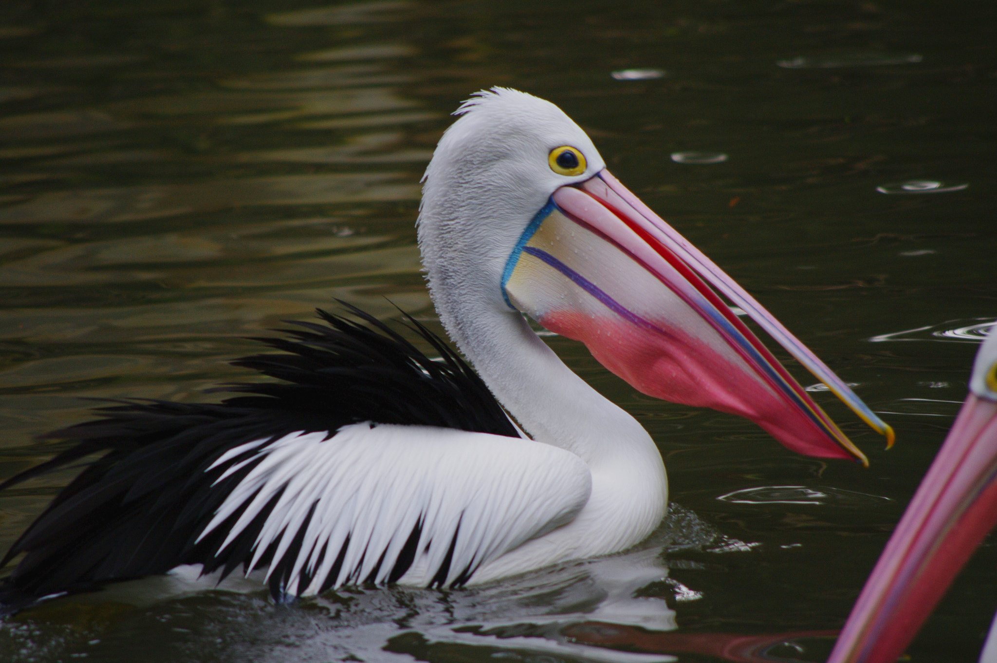 Pentax smc DA 55-300mm F4.0-5.8 ED sample photo. Pelican photography