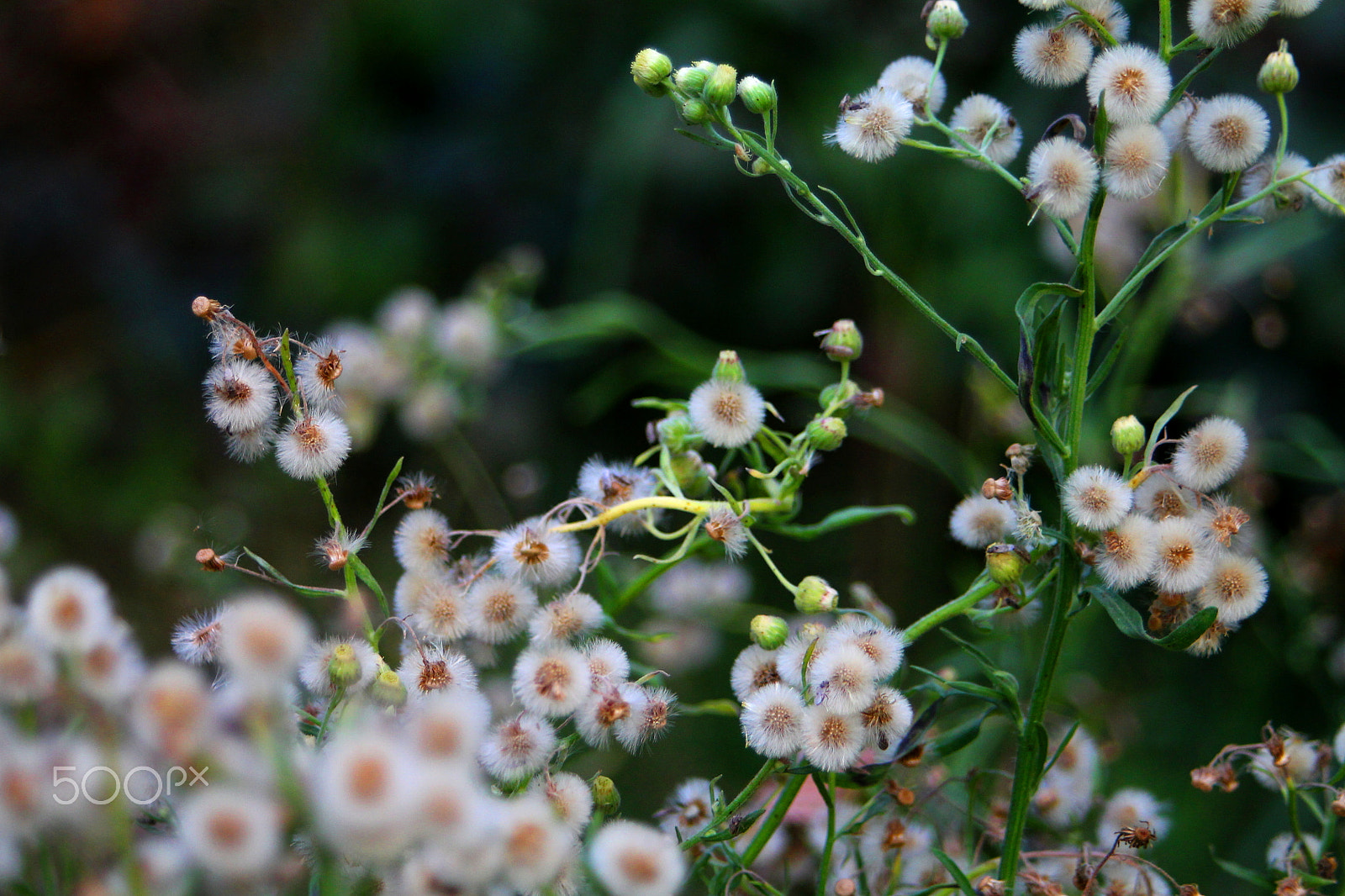 Canon EF 28-80mm f/3.5-5.6 USM sample photo. Weed found in los aquijes, ica photography
