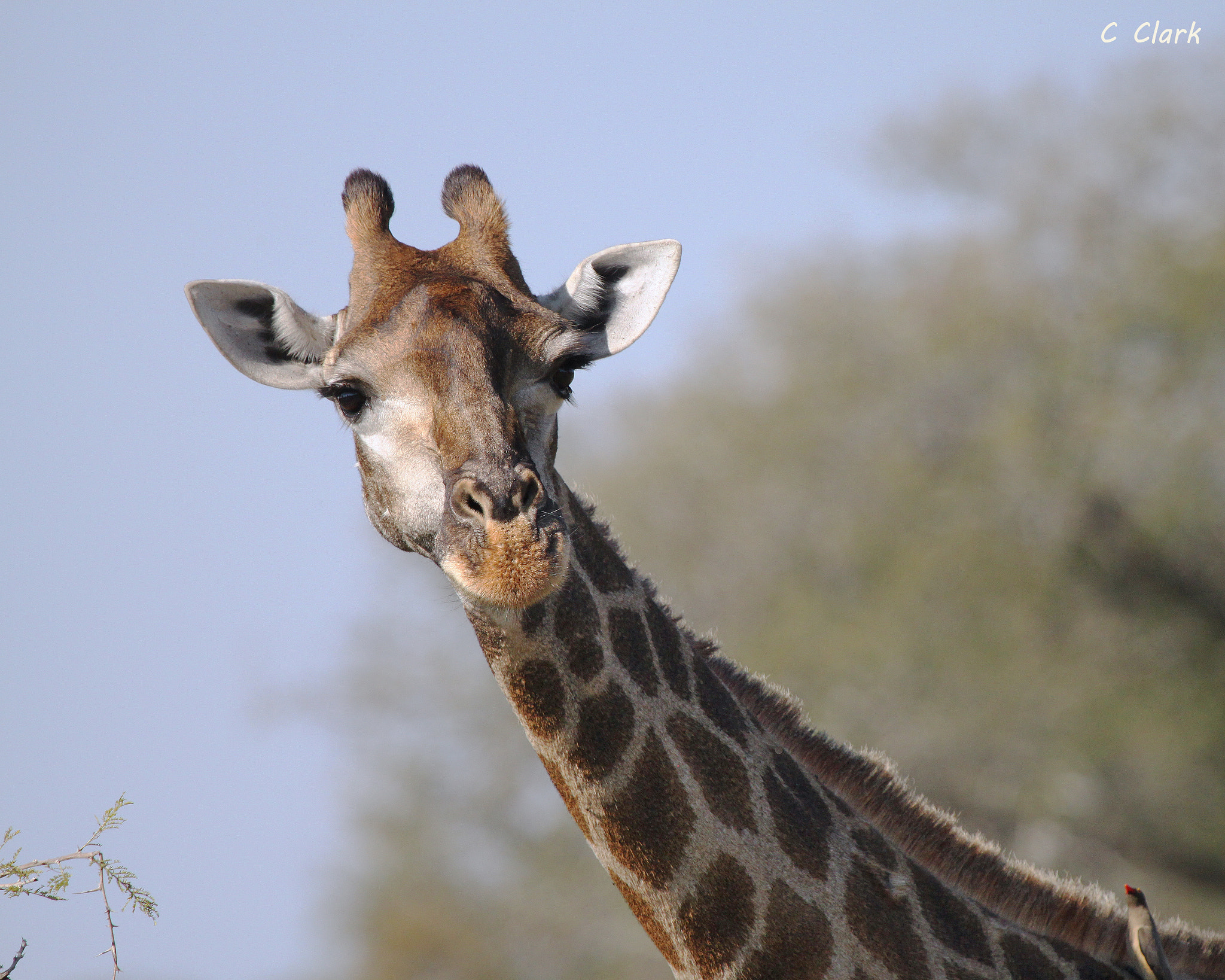 Canon EF 100-400mm F4.5-5.6L IS USM sample photo. Giraffe photography