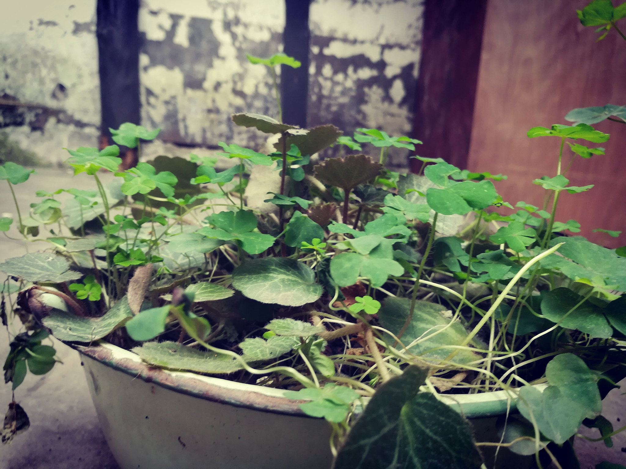 HUAWEI c??Eu?s 6X sample photo. 孤独的盆栽 photography