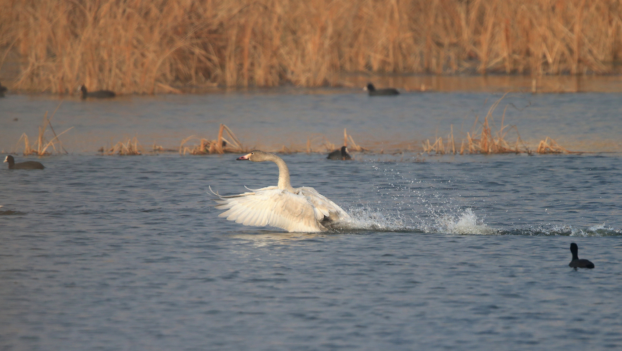 Canon EF 600mm F4L IS II USM sample photo. 914 photography