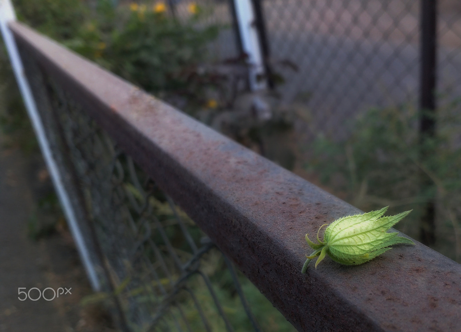 Motorola Moto G Turbo Edition sample photo. A lonely leaf..... photography