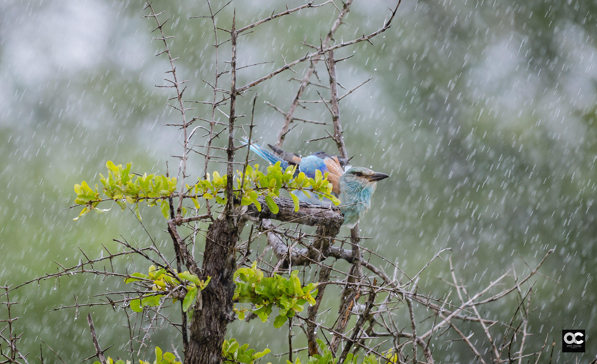 Nikon AF-S Nikkor 200-500mm F5.6E ED VR sample photo. So wet photography