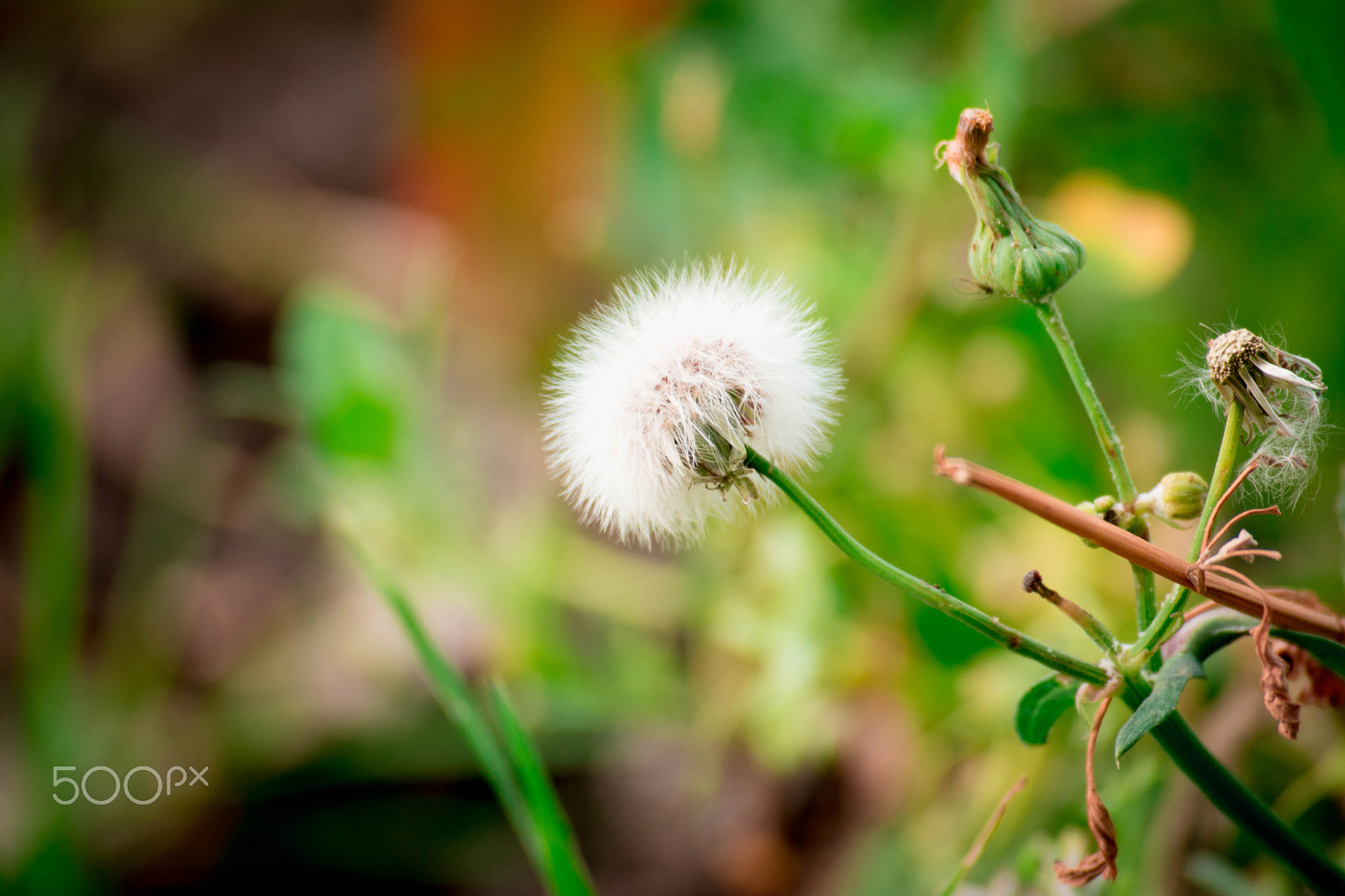 Nikon D5500 sample photo. Dandelion photography