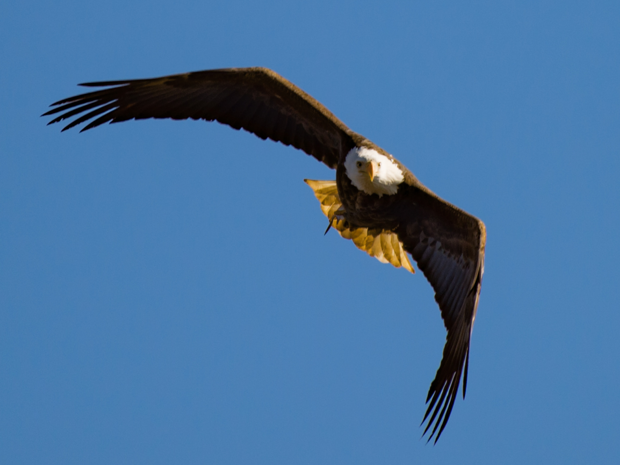 Nikon Df sample photo. Bald eagle photography